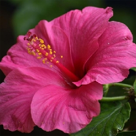 دانلود آهنگ یار بنگی حسین عامری